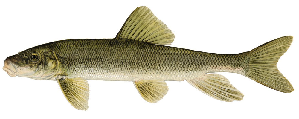 Fish Stories MNR - RED LAKE REGIONAL HERITAGE CENTRE